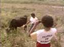 Photograph Cow